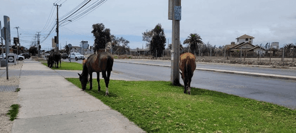 Caballos en la vía pública