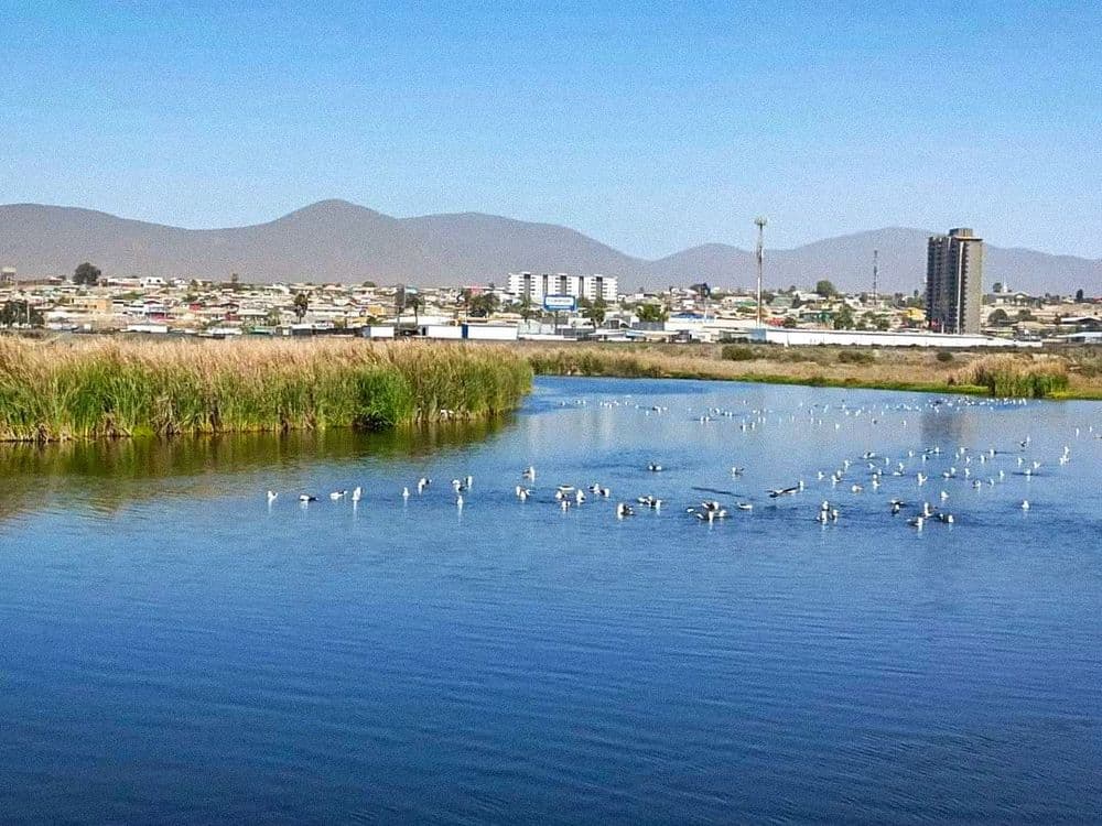 Ley 21.600 busca proteger la diversidad biológica y el patrimonio natural del país