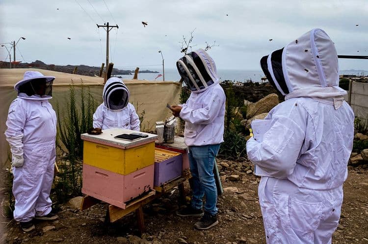Colmenas en la caleta: Vecinas de Chungungo innovan en su comunidad con agroapicultura