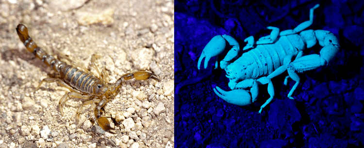 “Escorpión Mistral”: Nueva especie descubierta en el área andina de la Región de Coquimbo